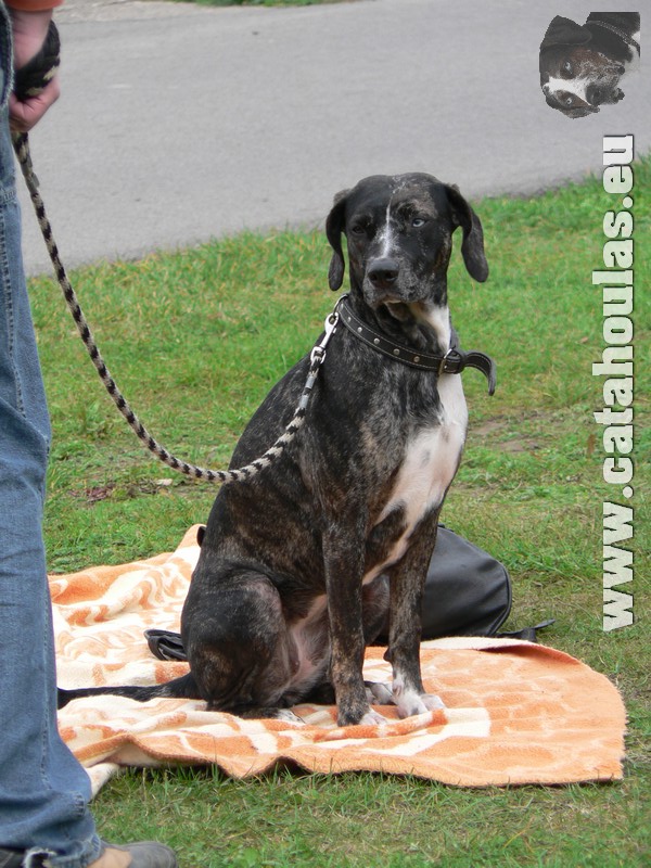 Catahouly