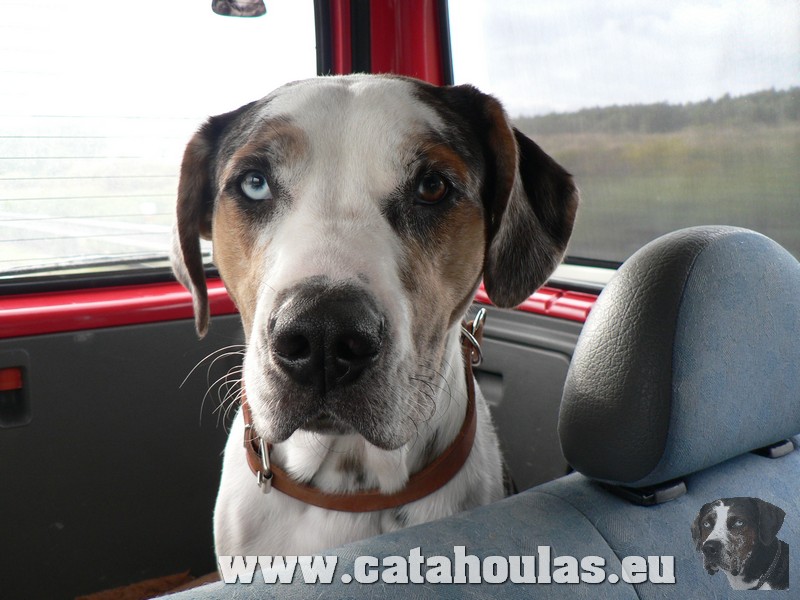 Catahouly