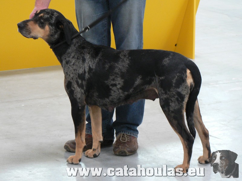 Catahouly