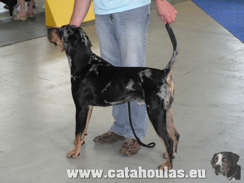 Catahouly