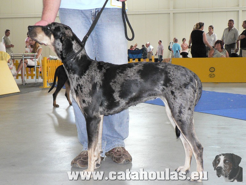 Catahouly