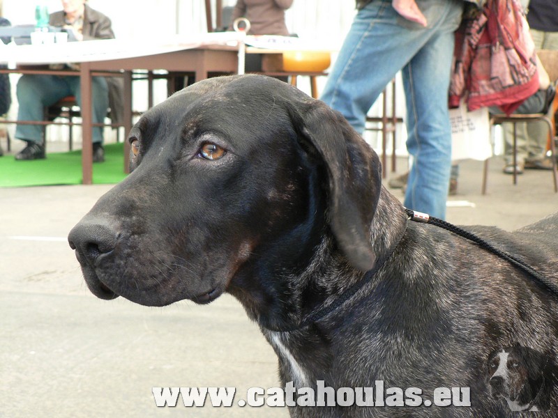 Catahouly