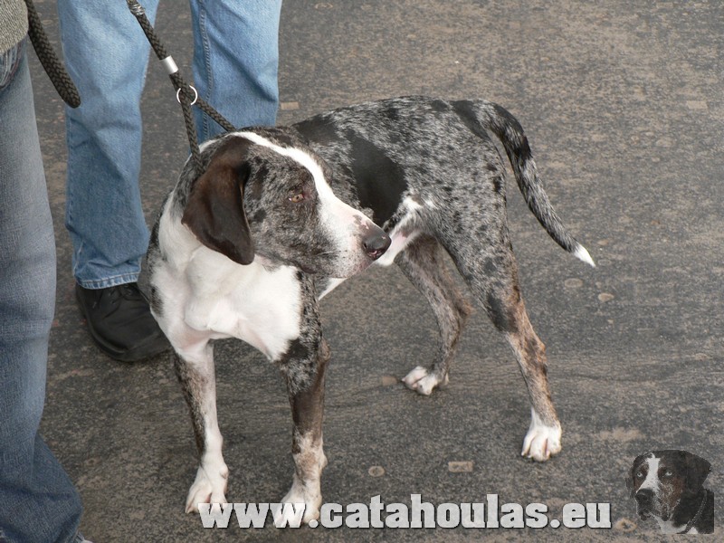 Catahouly