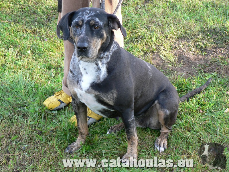 Catahouly