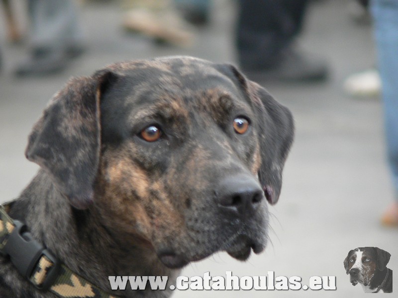 Catahouly