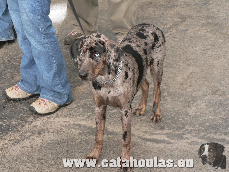 Catahouly