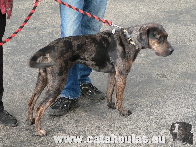 Catahouly